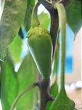 habanero050807_02.jpg
