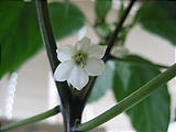 ハバネロの花