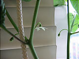 花が咲いたよ