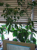 habanero_050926_03.jpg