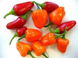 habanero_051227_01.jpg