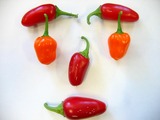 habanero_051227_02.jpg